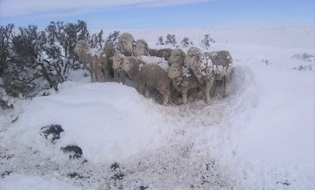 Cómo actuar frente a nevadas intensas para evitar las pérdidas ganaderas