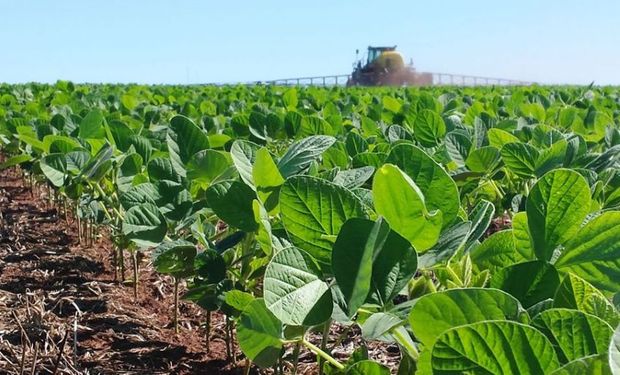 Campaña 2023/24: la superficie de la soja aumentará un millón de hectáreas