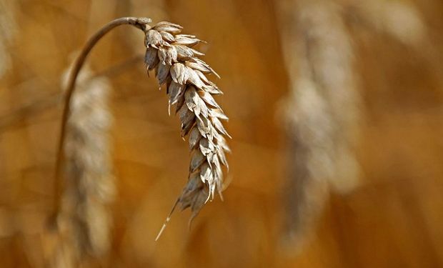 El trigo subió hasta US$ 10 ante las preocupaciones por el clima adverso en Estados Unidos