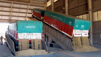 La fecha que puede condicionar el precio y la comercialización del maíz: se proyectan 61 millones de toneladas