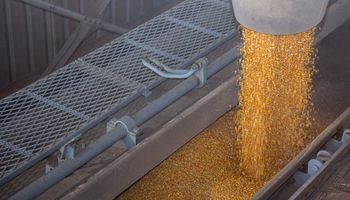 Exportación de maíz: proyectan un menor ingreso de dólares al país por los bajos precios internacionales