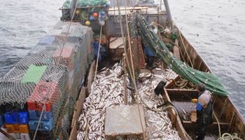 DNU de Milei: gobernadores patagónicos advierten “consecuencias devastadoras” si se libera la pesca en el Mar Argentino