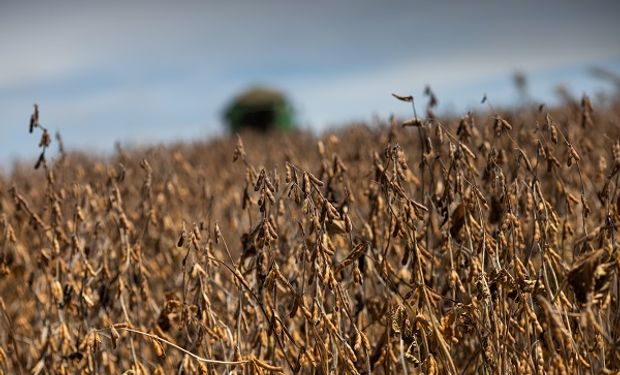 La decisión de Estados Unidos que impacta sobre el precio de la soja: cuánto se pagó en Rosario