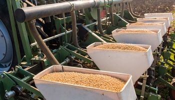 Soja, trigo y maíz: qué pasó con los precios de Rosario y cómo operó el mercado de referencia 