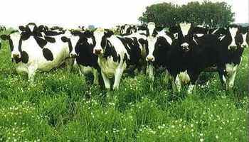 Cómo mejorar la producción forrajera