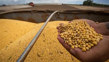 El mercado se posiciona a la espera de un informe clave: cuánto se pagó por la soja en Rosario