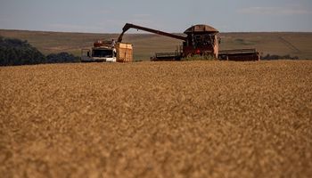 La oferta mundial de trigo y las condiciones climáticas inciden en el precio: cuánto se pagó en Rosario