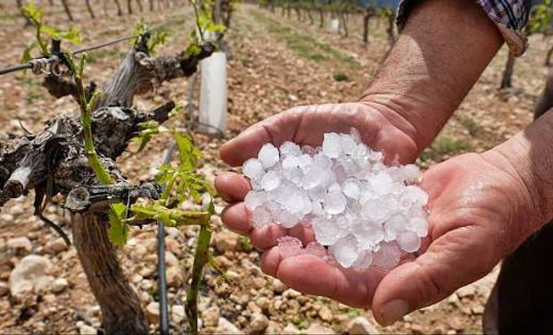 Declaran la emergencia agropecuaria en Mendoza por el daño de la caída de granizo