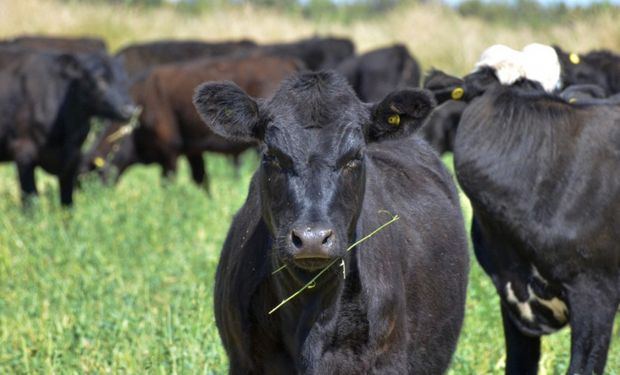 El Gobierno busca que La Pampa sea libre de brucelosis bovina e invertirá 20 millones de pesos