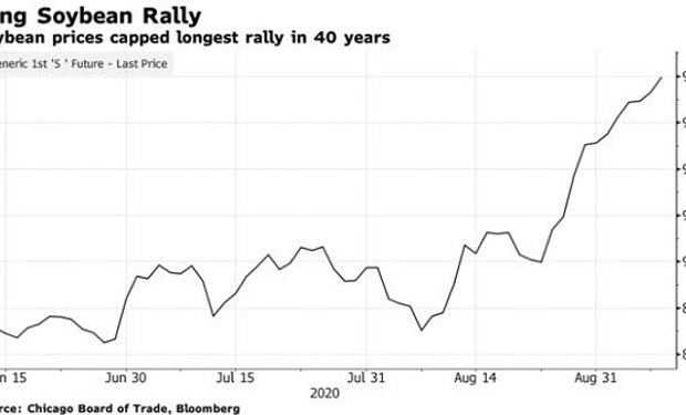 La soja tuvo la mayor racha alcista en 40 años y ahora se prepara para conocer un informe clave