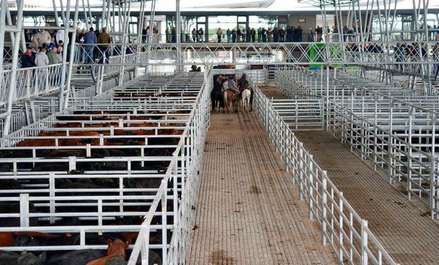 Cañuelas: subió el precio de la hacienda en la previa del fin de semana largo