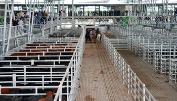 Cambios sanitarios: el pedido del Senasa para el mercado concentrador de hacienda más grande del mundo