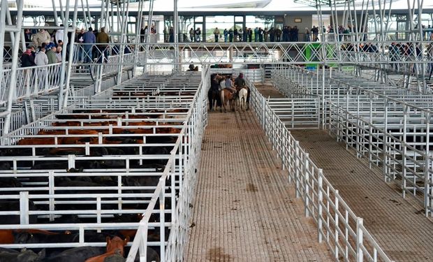 Cambios sanitarios: el pedido del Senasa para el mercado concentrador de hacienda más grande del mundo