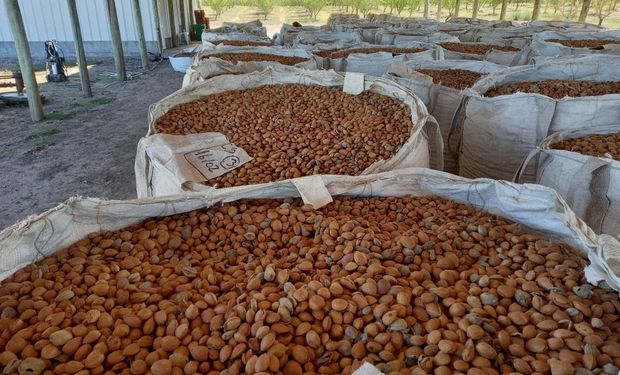 Argentina abrió un nuevo mercado en Brasil: se aprobó la exportación de almendras