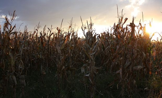El maíz empieza a sentir la falta de lluvias y podría tener pérdidas