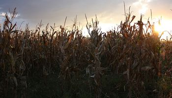 El clima frenó la cosecha en Santa Fe