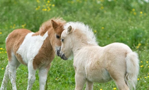 Día del Animal: por qué se celebra el 4 de octubre y el 29 de abril