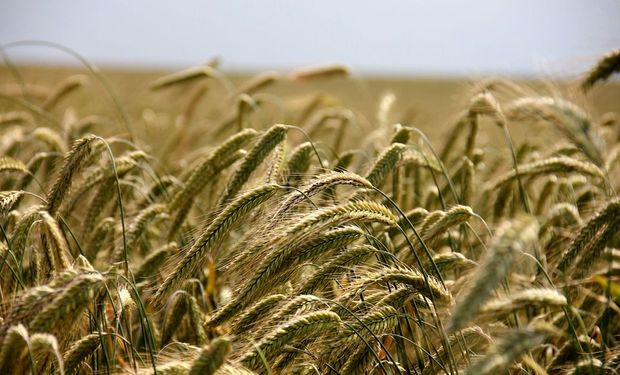 Las semillas de centeno incrustadas mejoran el rendimiento del cultivo utilizado como controlador de malezas