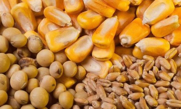 Las razones del desplome en el precio de la soja: cuánto se paga en el mercado local