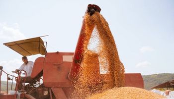 Soja a $250.000 y maíz a $140.000 en el mercado local: qué paso con los granos en Chicago