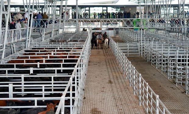 Cañuelas: los novillos sufrieron una caída del 3% en el mercado y hubo desinterés en casi todas las categorías