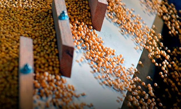 Bajó fuerte la soja y se sintió en Rosario: los precios del mercado