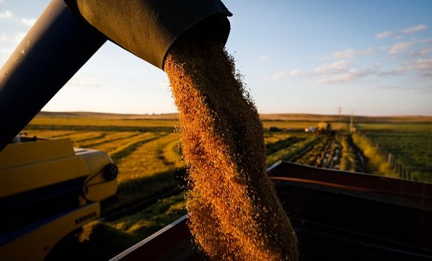 La soja, en máximos de un mes por la sequía en Estados Unidos: en Rosario pagaron $92.000 la tonelada