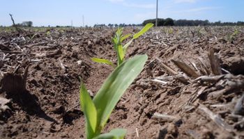 Densidad y rendimiento del maíz: ensayos revelan la respuesta de cada híbrido