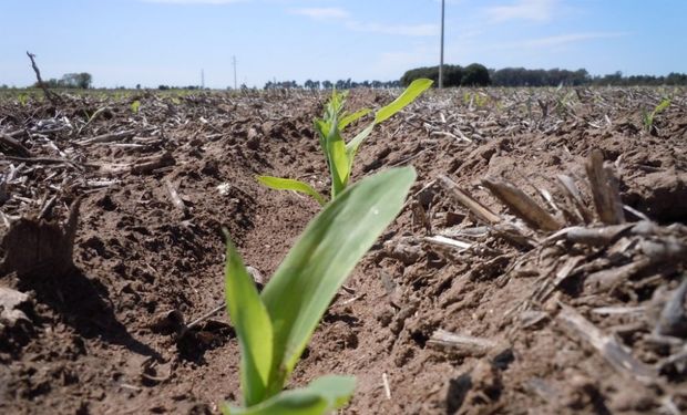 La siembra de la campaña gruesa 2019/20 está en tiempo de descuento, solo faltan quince días para comenzar.