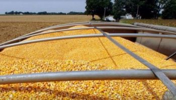 Mercado de Chicago: cayeron los precios de la soja, el trigo y el maíz