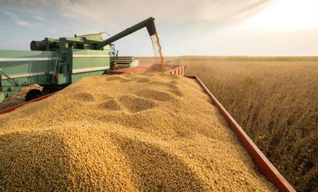 Desplome en Chicago: qué pasó con el precio de la soja, maíz y trigo en Rosario 