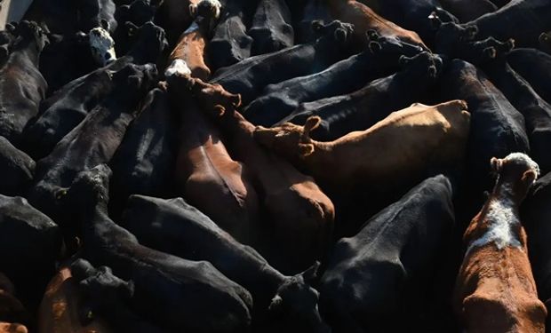 ¿Baja el precio de la carne? Cae el precio de la hacienda en Cañuelas