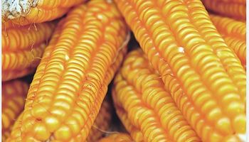 Argentina espera exportaciones de maíz por más de 22  millones de toneladas