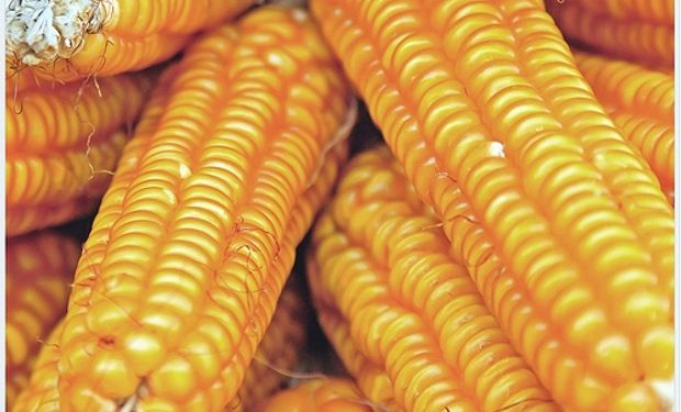 Argentina espera exportaciones de maíz por más de 22  millones de toneladas