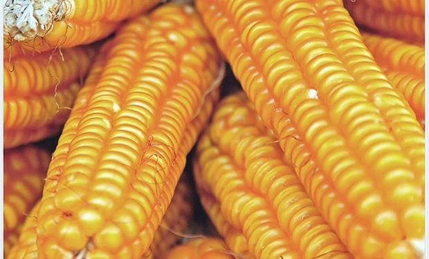 China importará 5 M de toneladas de maíz en 2013