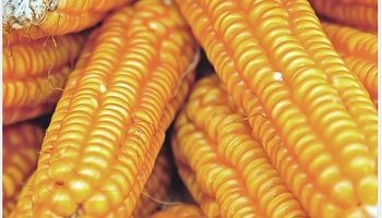 Crecientes importaciones afectan a la producción de granos de China