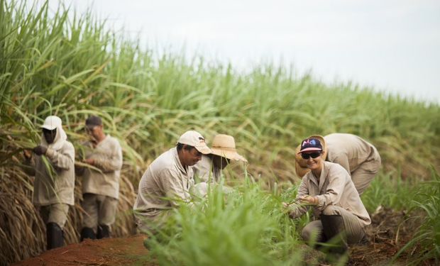 Conab estima produção de cana em 637,1 milhões de tons na safra 2023/24. (foto - CTC)