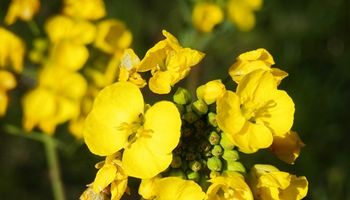 Primer caso en el mundo: detectan una nueva maleza que resiste a un herbicida clave