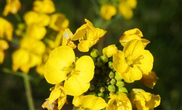 Primer caso en el mundo: detectan una nueva maleza que resiste a un herbicida clave