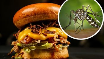 ¿Se pueden hacer hamburguesas de mosquito?