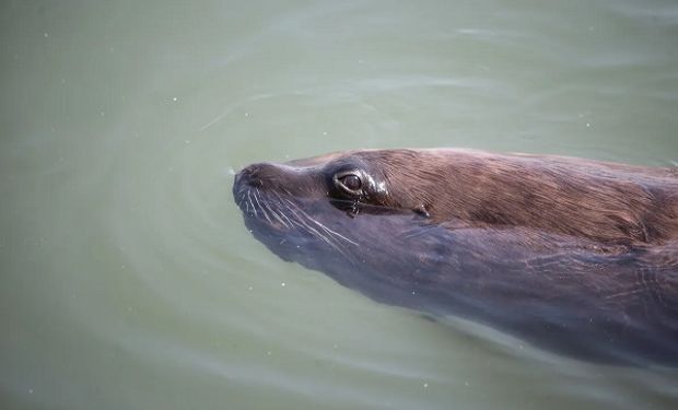 Bird flu alert: Uruguay confirms first sea lion case