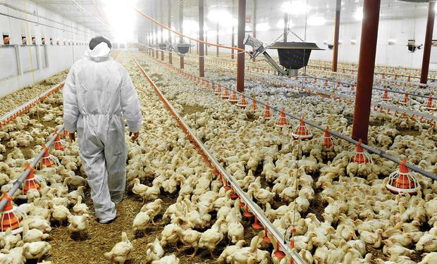 Argentina vuelve a exportar carne aviar a Europa tras la gripe aviar