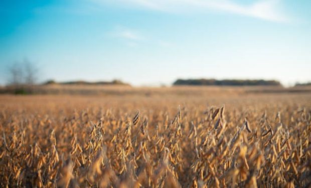 Bajas para la soja en Rosario y en Chicago - Agrolatam