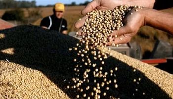 Cuánto se pagó por la soja, maíz y trigo en Rosario y qué pasó en el mercado de granos de referencia