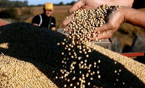 Cuánto se pagó por la soja, maíz y trigo en Rosario y qué pasó en el mercado de granos de referencia