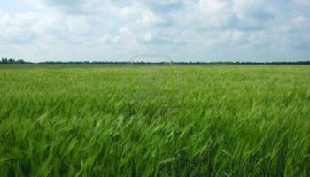Se sembró 20% más de trigo en Santa Fe