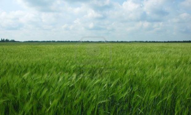 Se sembró 20% más de trigo en Santa Fe