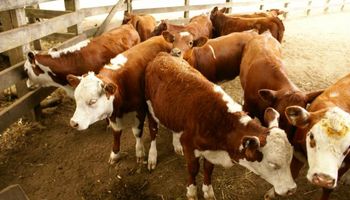 Uruguay: Frigoríficos bajan precio del ganado