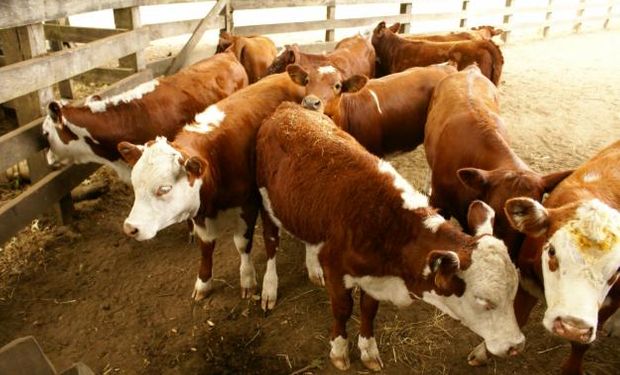 Uruguay: Frigoríficos bajan precio del ganado