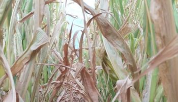 La falta de lluvias encendió la alerta roja en la zona núcleo: “Da miedo ver el estado de los lotes”